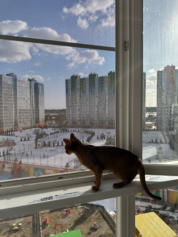 Сетка антикот до и после 1